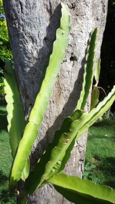Hylocereus undatus - pytahaya -fruit du dragon.jpg