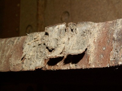 Merisier (3).JPG