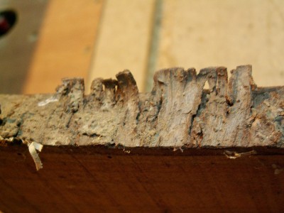 Merisier (4).JPG