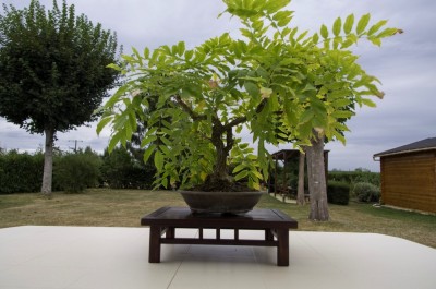 glycine .JPG