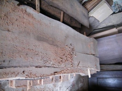 Plot de merisier.jpg