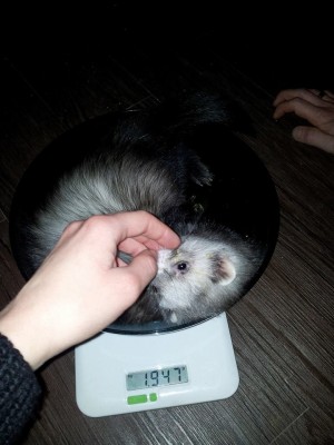 Poker, le p'tit dernier qui fait presque 2kg !