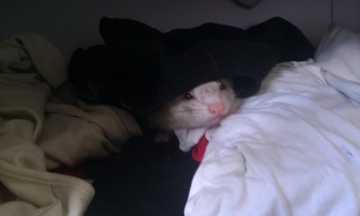 Belette en mode Chipmunk. =P