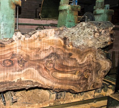 Sawing Burled Italian Walnut log.jpg