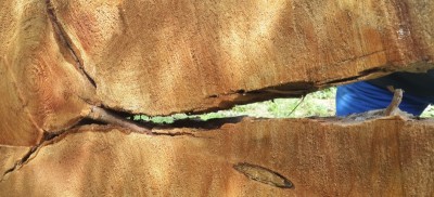 La fissure, qui tend Ã  sÃ©parer les 3 "troncs" formant le tronc de l'arbre. On voit d'ailleurs une branche qui a poussÃ©