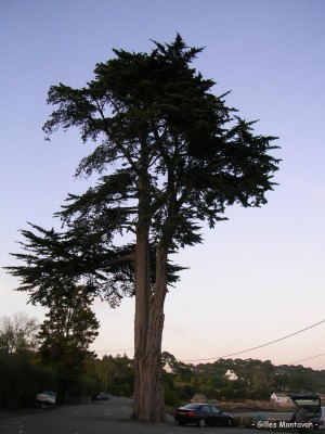 CyprÃ©s