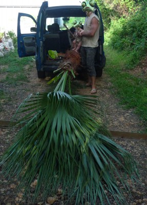 2010-08-06- Palmier.jpg