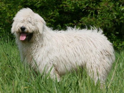 komondor.jpg