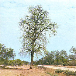 Bulnesia_sarmientoi.jpg