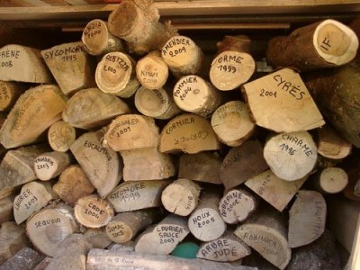 eucalyptus01.jpg