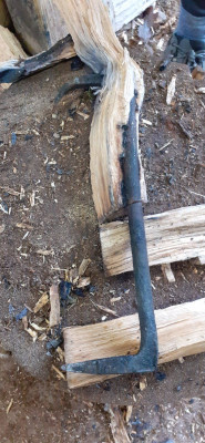 surprise chêne-1.jpg