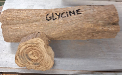 glycine 2007.jpg